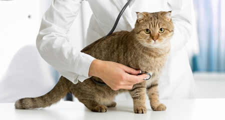 Signs that You Should Take Your Pet to a Veterinarian – Immediately